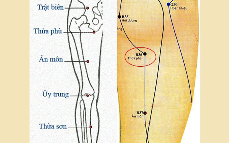 Huyệt Ân Môn gần với các huyệt đạo như Ủy Trung, Thừa Phù,..