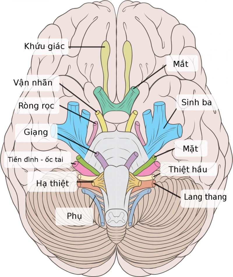 Tìm hiểu về thần kinh sọ: 12 đôi dây thần kinh sọ1