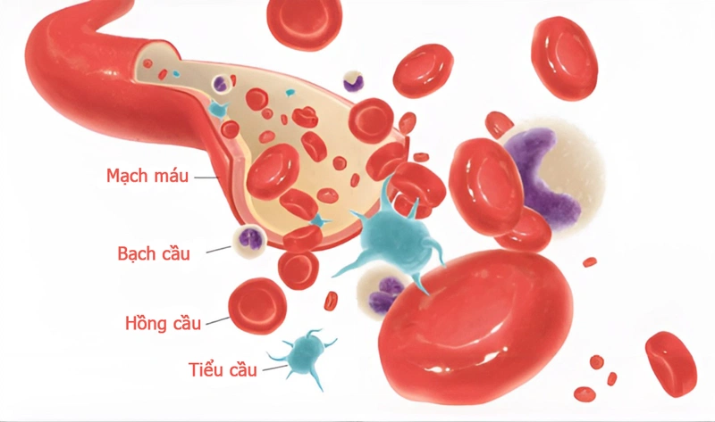 Tìm hiểu xét nghiệm tổng phân tích tế bào máu ngoại vi