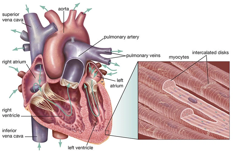 Tim nằm bên nào trong cơ thể con người