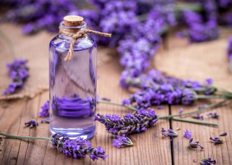 Công dụng thần kỳ của tinh dầu hoa Lavender với sức khỏe và làn da 2