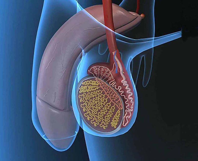 Nguyên nhân và cách điều trị tinh hoàn co rút 1