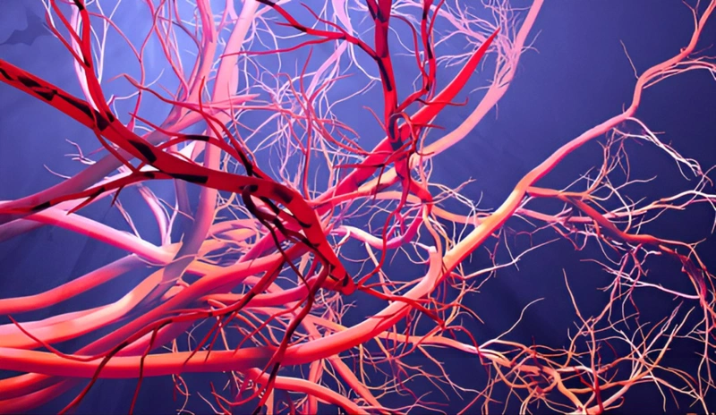 Tĩnh mạch là những mạch máu từ đâu và có chức năng gì?
