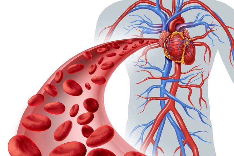 Tĩnh mạch là những mạch máu từ đâu và có chức năng gì?