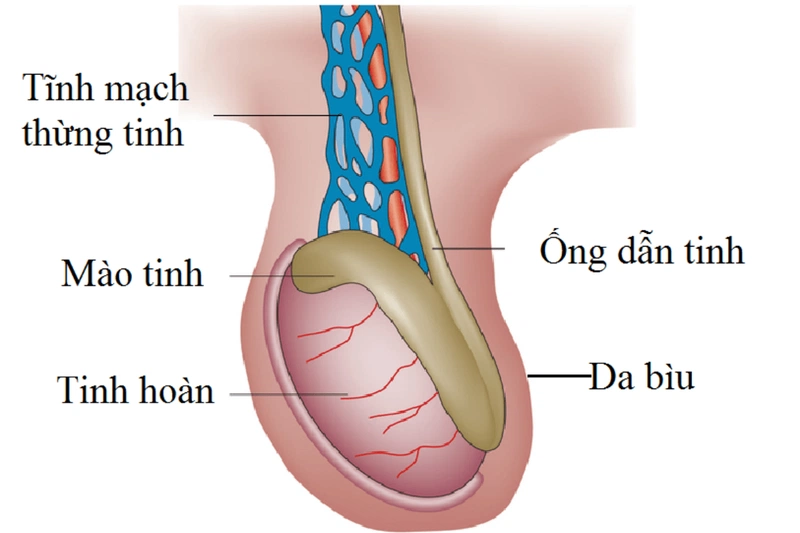 Tinh trùng màu vàng là bệnh gì? Tinh trùng màu vàng có thụ thai được không? 1
