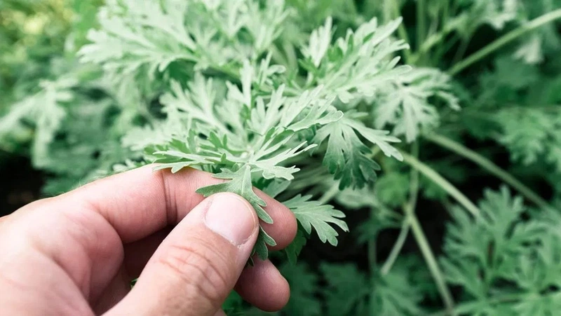 [Tổng hợp] Những loại dược liệu Đông y tốt cho bà bầu 4