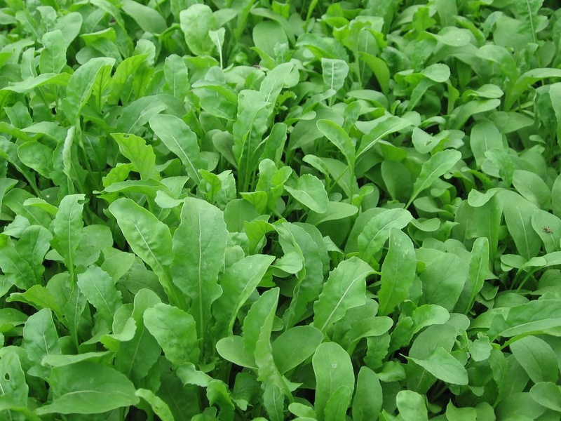Tổng hợp thức ăn cho người cao huyết áp 