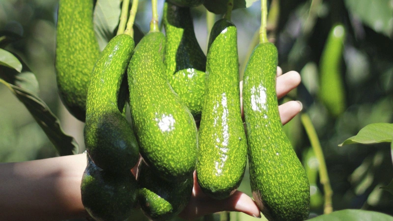 Top 10 thực phẩm ăn để sạch mạch máu2
