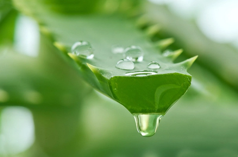 phương pháp điều trị tụt lợi tại nhà bằng nha đam