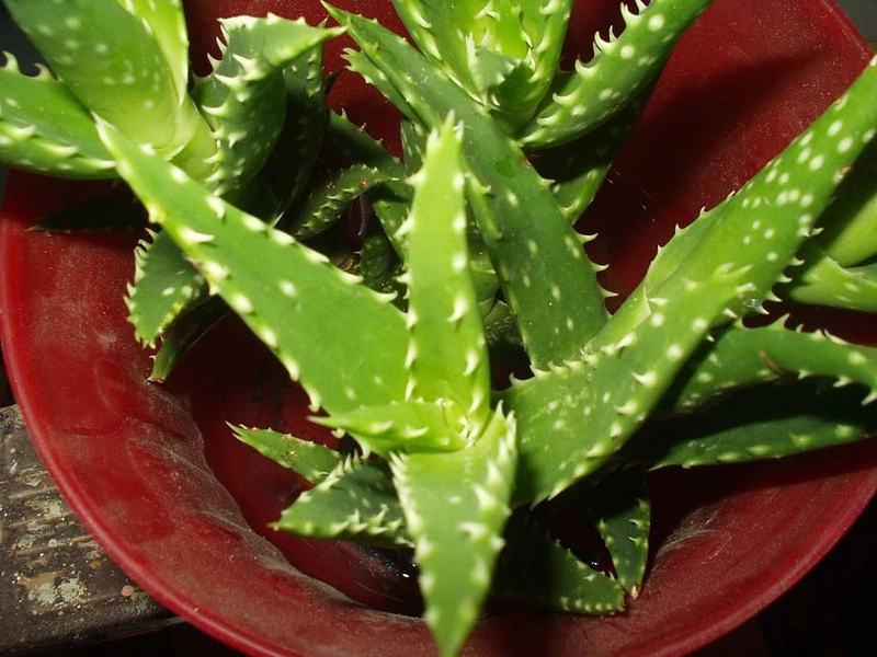 Top 5 cách trị gàu ống đơn giản và hiệu quả3