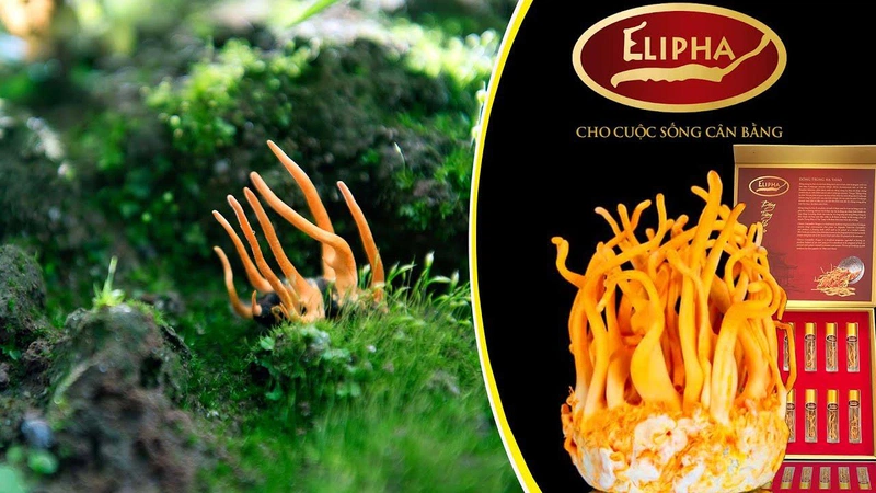 Top 5 địa chỉ bán đông trùng hạ thảo uy tín 2