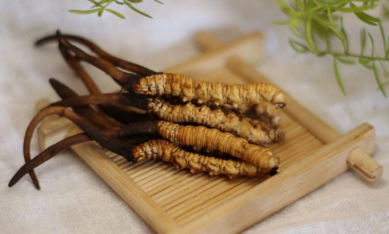 Mách bạn địa chỉ mua đông trùng hạ thảo uy tín chất lượng