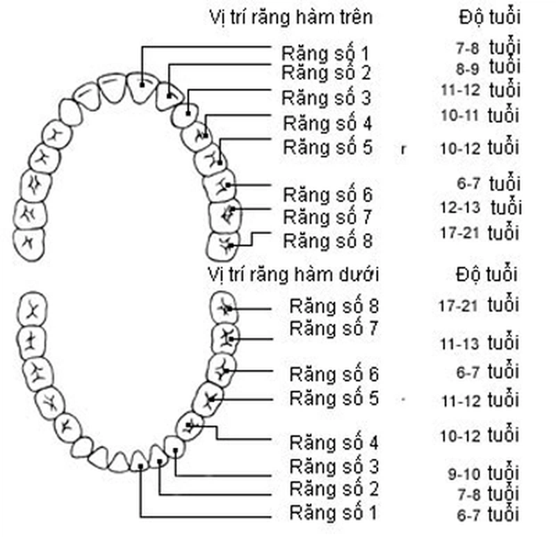 Vì sao trẻ chậm thay răng sữa? Mẹ cần phải làm gì?1