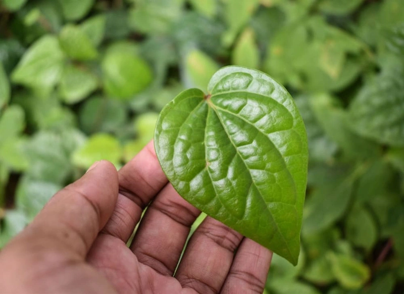 Trị ho đờm bằng lá trầu không 1