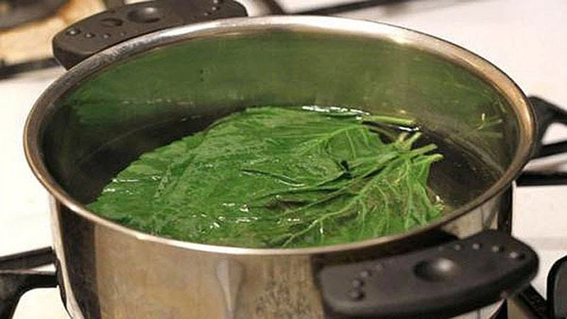 trị hôi nách sau sinh bằng lá trầu không 3