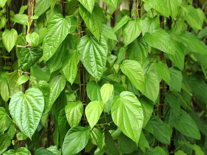 trị hôi nách sau sinh bằng lá trầu không 2