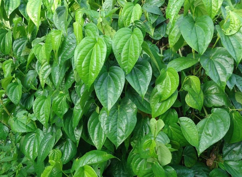 Trị hôi nách sau sinh bằng lá trầu không vừa an toàn vừa hiệu quả-1