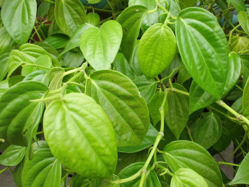 trị nấm da đầu bằng lá trầu không có hiệu quả như lời đồn không