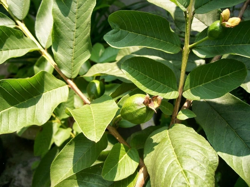 Lá ổi có nhiều hoạt chất giúp kháng khuẩn, tiêu viêm