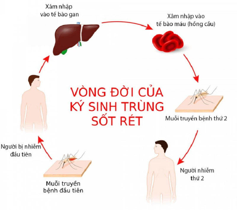 Trùng sốt rét sinh sản như thế nào? 3