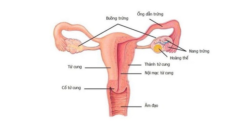 Tổng quan u nang buồng trứng trái 2