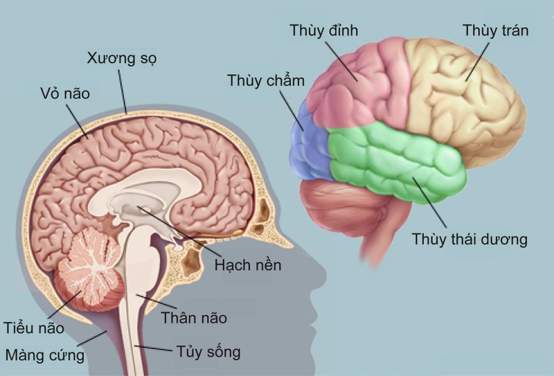 U tế bào thần kinh đệm thân não ở trẻ em là gì? 1