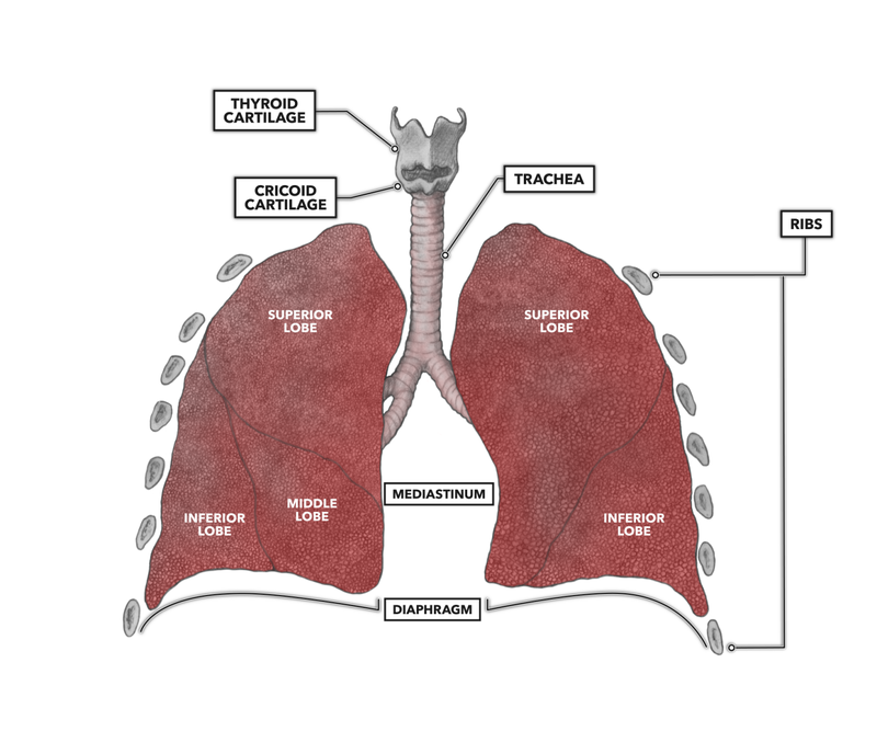 Ung thư biểu mô tế bào vảy trong phổi là bệnh gì?1