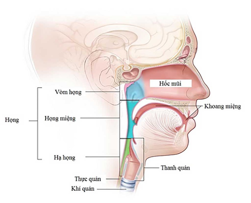 Tìm hiểu về ung thư vòm họng 1