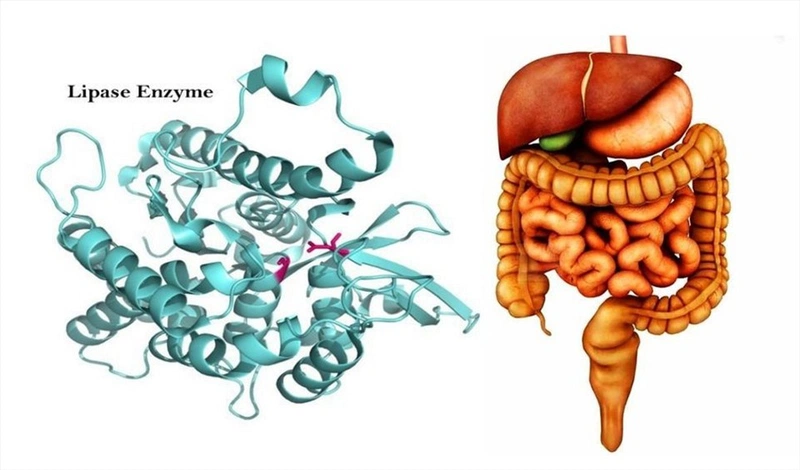 Uống enzyme có tốt không? Khi nào nên bổ sung? 2