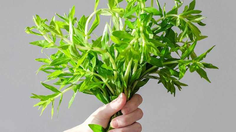 Bật mí bài thuốc dân gian uống nước rau ngổ trị sởi cho trẻ 1