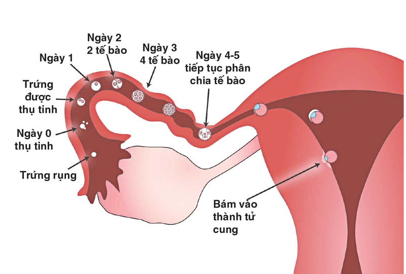 Uống thuốc tránh thai hàng ngày có hại không?
