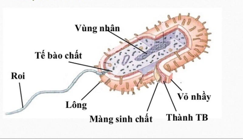 cấu tạo của vi khuẩn