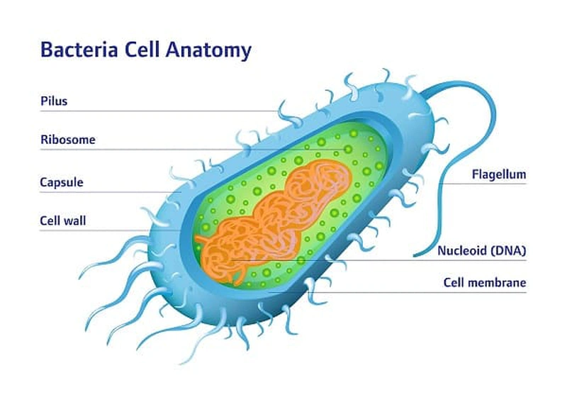 cách sinh sản của vi khuẩn