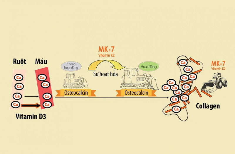 Vitamin D3 giúp hấp thu canxi từ ruột vào máu, vitamin K2 chịu trách nhiệm dẫn canxi từ máu vào xương
