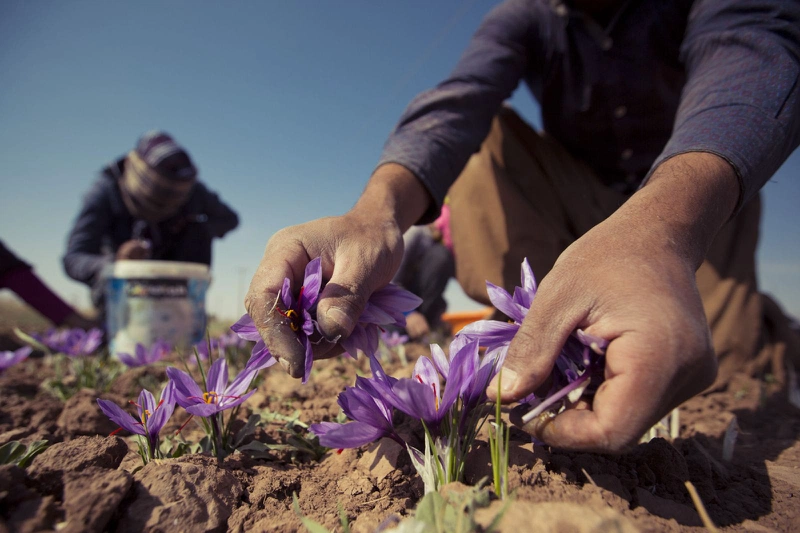 Vì sao saffron của Iran là loại tốt nhất thế giới 1