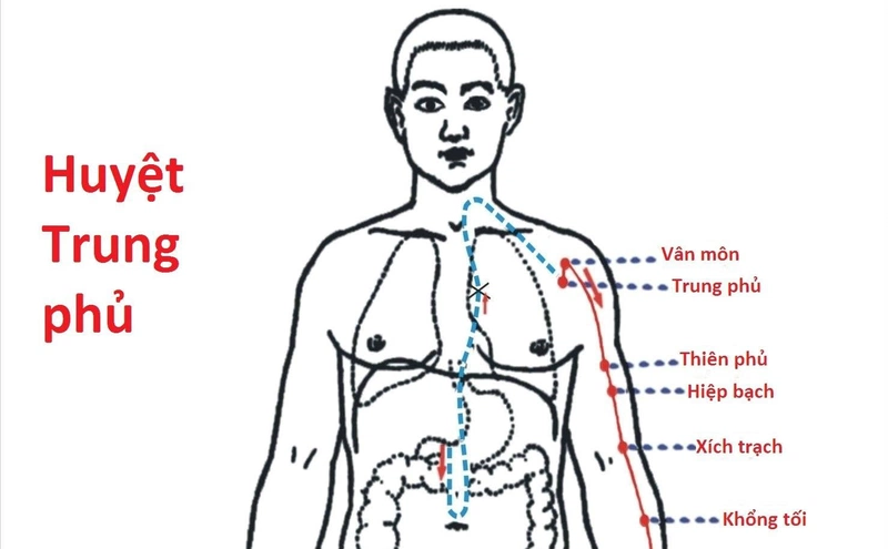 Vị trí huyệt Trung Phủ ở đâu? Cách phối hợp với các huyệt khác1