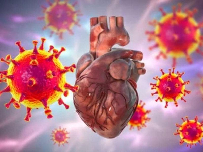 Virus SARs-CoV-2 thường nhiễm vào các tế bào thông qua thụ thể ACE2 tồn tại chủ yếu ở cơ tim, nên cơ tim có thể bị tổn thương cấp tính