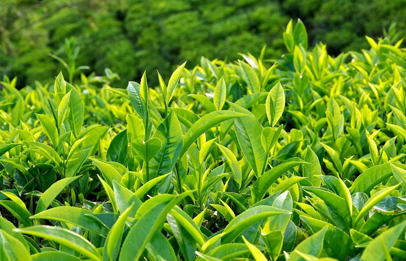 Viêm da dị ứng tắm lá gì nhanh khỏi? 5
