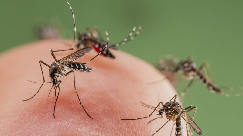 Hỏi đáp: Viêm não Nhật Bản có di truyền không? 3