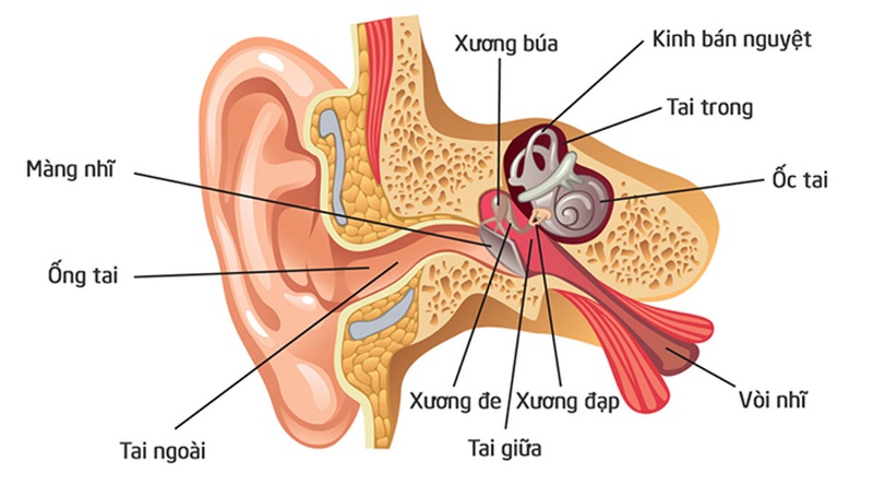 Viêm tai giữa cấp hay gặp ở lứa tuổi nào?1