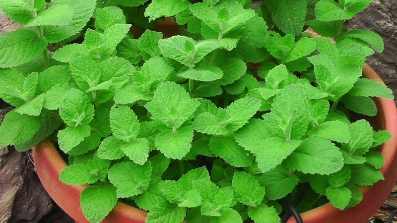 Viêm xoang gây hôi miệng: Nguyên nhân và cách khắc phục 2