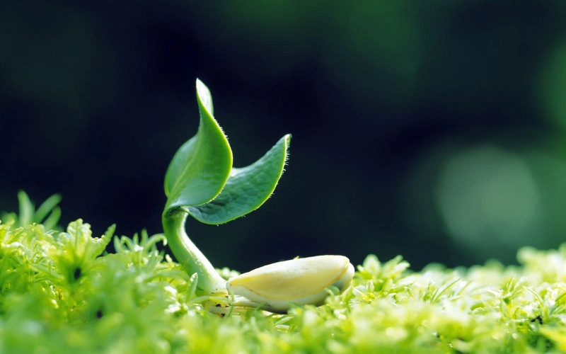 Viên uống Bảo Xuân có tác dụng gì cho phái đẹp? 2