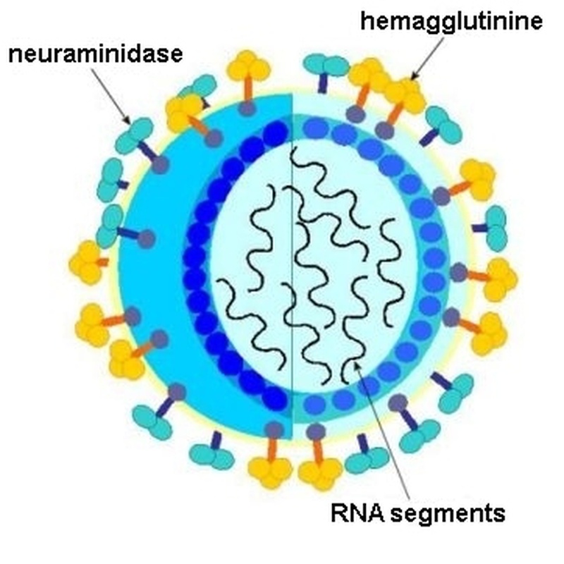Phòng tránh virus cảm cúm lây lan bằng cách nào cho hiệu quả? 1