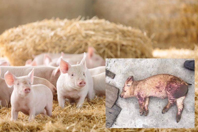 ​Những dấu hiệu lợn nhiễm dịch tả heo châu Phi  ​