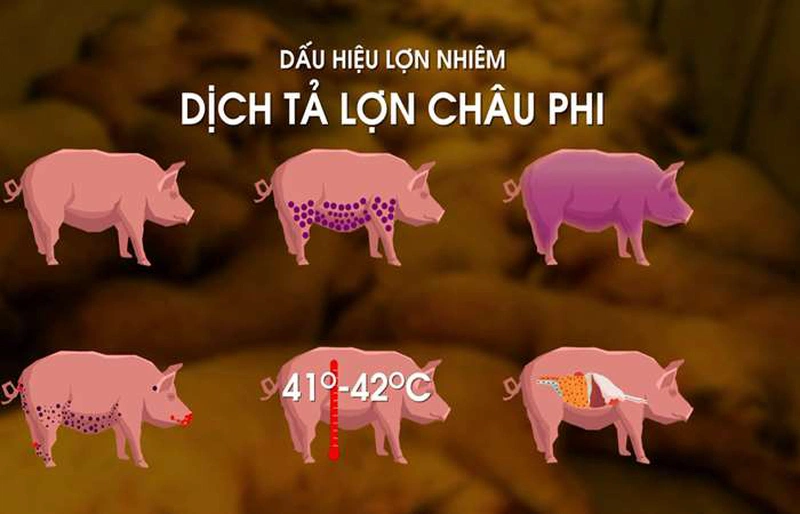 virus gây bệnh dịch tả heo châu Phi và những triệu chứng thường gặp