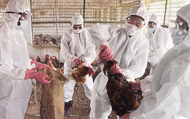 Virus H5N6 và H5N1 có lây từ gia cầm sang người không? 1