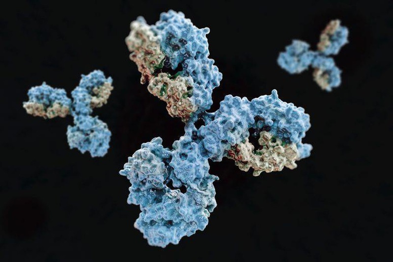 Virus SARS-CoV-2 có khả năng bị một kháng thể vô hiệu hóa 1