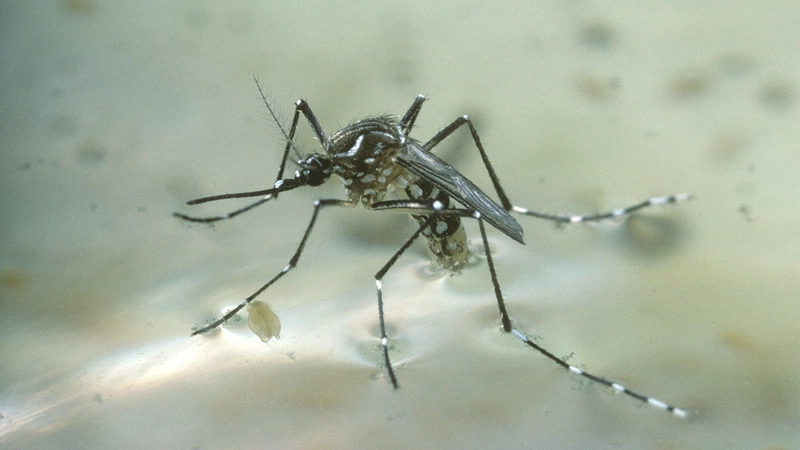 Virus zika lây qua đường nào? Những điều cần lưu ý về bệnh mà bạn cần biết 1