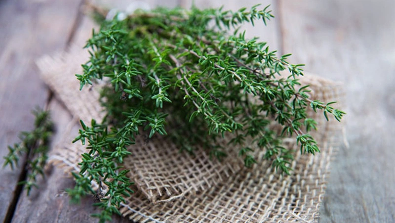 Xạ hương là gì và có gây vô sinh hay không 1