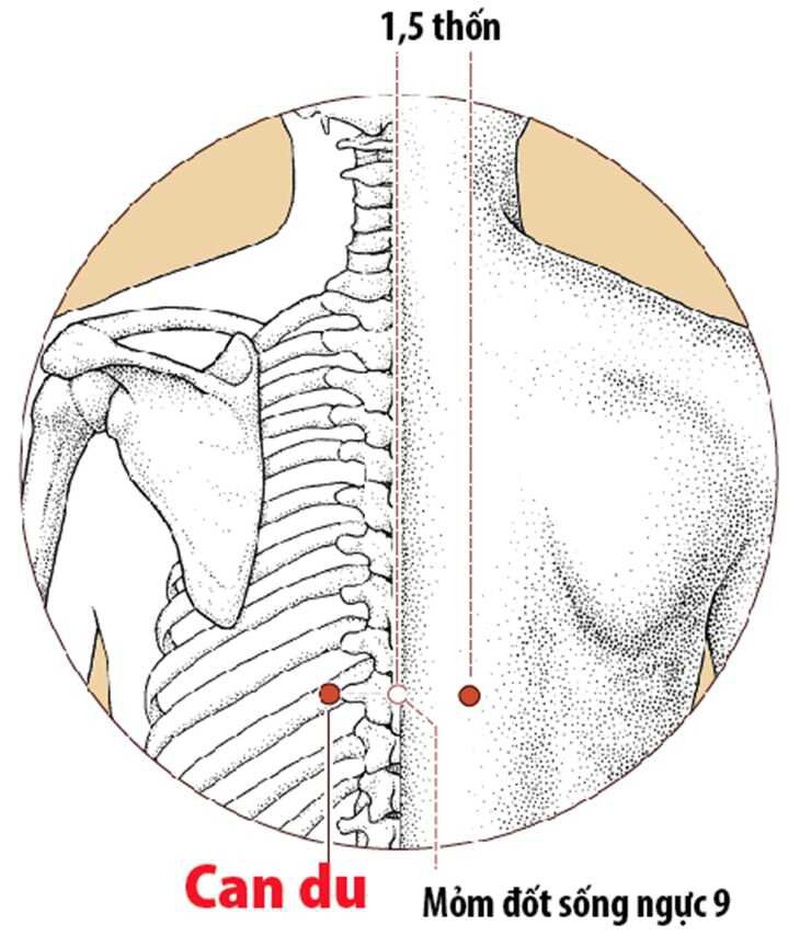 Xác định vị trí huyệt Can Du đúng cách1